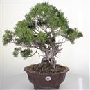 <b>Ginepro Itoigawa</b> Esemplare Unico cm 51-790,00 €