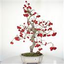 <b>Biancospino Giapponese</b> Esemplare Unico cm 62-390,00 €