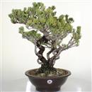 <b>Pino a 5 Aghi</b> Esemplare Unico cm 56-800,00 €