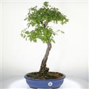 <b>Biancospino</b> Esemplare Unico cm 60-190,00 €