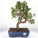 <b>Portulacaria</B> Esemplare Unico cm 40-99,00 € (10)