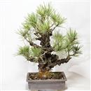 <b>Pino Nero Corticosa</b> Esemplare Unico cm 60-1200,00 €