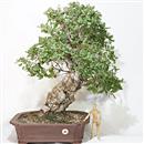 <b>Quercia da Sughero</b> Esemplare Unico cm 74-800,00 €