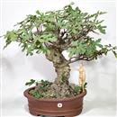 <b>Fico</b> Esemplare Unico cm 65-850,00 €