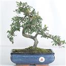 <b>Olmo Cinese</b> Esemplare Unico cm 32-79,00 €