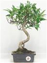 <b>Ficus Retusa</b> Esemplare Unico cm 36-29,00 € (10)
