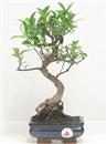 <b>Ficus Retusa</b> Esemplare Unico cm 30-29,00 € (10)