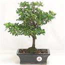 .<b>Azalea Indica</b> Esemplare Unico cm 32-87,00 €