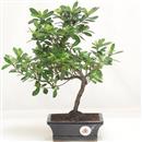 .<b>Azalea Indica</b> Esemplare Unico cm 36-49,00 €