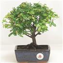 <b>Sagerezia</b> Esemplare Unico cm 24-29,00 € (7)