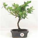 .<b>Azalea Indica</b> Esemplare Unico cm 22-37,00 €