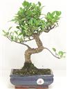 <b>Ficus Retusa</b> Esemplare Unico cm 32-45,00 € (10)