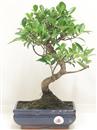 <b>Ficus Retusa</b> Esemplare Unico cm 35-45,00 € (10)