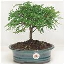 <b>Pepe</b> Esemplare Unico cm 23-49,00 € (7)