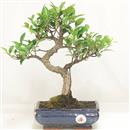<b>Ficus Retusa</b> Esemplare Unico cm 33-45,00 € (10)