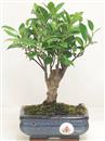<b>Ficus Retusa</b> Esemplare Unico cm 23-19,00 € (10)