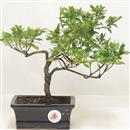 .<b>Azalea Indica</b> Esemplare Unico cm 25-39,80 €