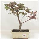 <b>Acero Deshojo</b> Esemplare Unico cm 24-49,00 €