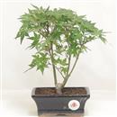 <b>Acero Katsura</b> Esemplare Unico cm 25-49,00 €