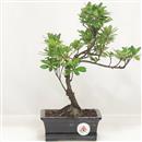 .<b>Azalea Indica</b> Esemplare Unico cm 30-39,80 €