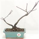 <b>Albero di Giuda</b> Esemplare Unico cm 29-47,00 €