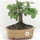 <b>Quercia</b> Esemplare Unico cm 23-49,00 €