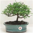 <b>Pepe</b> Esemplare Unico cm 21-49,00 € (7)