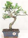 <b>Ficus Retusa</b> Esemplare Unico cm 32-29,00 € (10)
