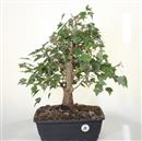 <b>Acero Tridente P/B</b> Esemplare Unico cm 50-240,00 €