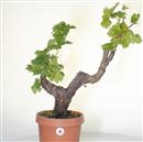 <b>Vite P/B</b> Esemplare Unico cm 50-140,00 €