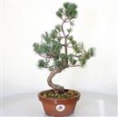 <b>Pino a 5 Aghi P/B</b> Esemplare Unico cm 42-120,00 €