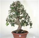 <b>Quercia da Sughero P/B</b> Esemplare Unico cm 68-480,00 &euro;