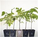 <b>Glicine Mini PB</b> Scegli l'Esemplare -  cm 25-11,90 €