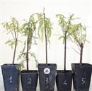 <b>Tassodio Mini P/B </b> Scegli l'esemplare - 9,80 €