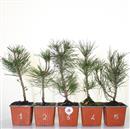 <b>Pino Nero Mini P/B</b> Scegli l'esemplare 11,90 €