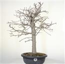 <b>Biancospino P/B</b> Esemplare Unico cm 64-230,00 €