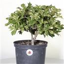 <b>Osmantus P/B</b> Esemplare Unico cm 29-39,00 €