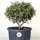 <b>Piracanta P/B</b> Esemplare Unico cm 34-39,00 €