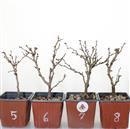 <b>Ciliegio Kojo-no-mai Mini P/B</b> Scegli l'Esemplare - cm 20-9,90 €