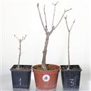 <b>Lillà Mini P/B</b> Scegli l'Esemplare - da 9,80 €