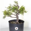 <b>Ginepro Itoigawa P/B</b> Esemplare Unico cm 34-79,00 €