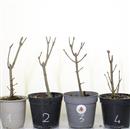 <b>Frassino Mini P/B</b> Scegli l'Esemplare - cm 25-9,80 €