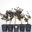 <b>Loropetalum Mini P/B</b>  Scegli l'Esemplare - da 9,80 € a 13,80 €