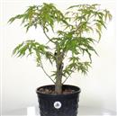 <b>Acero Corticosa Arakawa P/B</b> Esemplare Unico cm 51-99,00 €