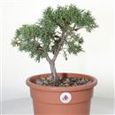 <b>Ginepro Kishu P/B</b> Esemplare Unico cm 36-87,00 €