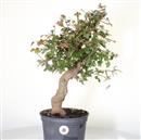 <b>Acero Tridente P/B</b> Esemplare Unico cm 50-120,00 €