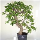 <b>Gelso P/B</b> Esemplare Unico cm 66-120,00 €