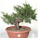 <b>Ginepro Kishu P/B</b> Esemplare Unico cm 40-180,00 €