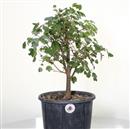 <b>Acero Tridente P/B</b> Esemplare Unico cm 46-87,00 €