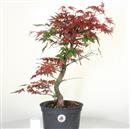 <b>Acero Deshojo P/B</b> Esemplare Unico cm 50-115,00 €